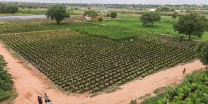 Expanding Nurseries and Empowering Eco-Warriors